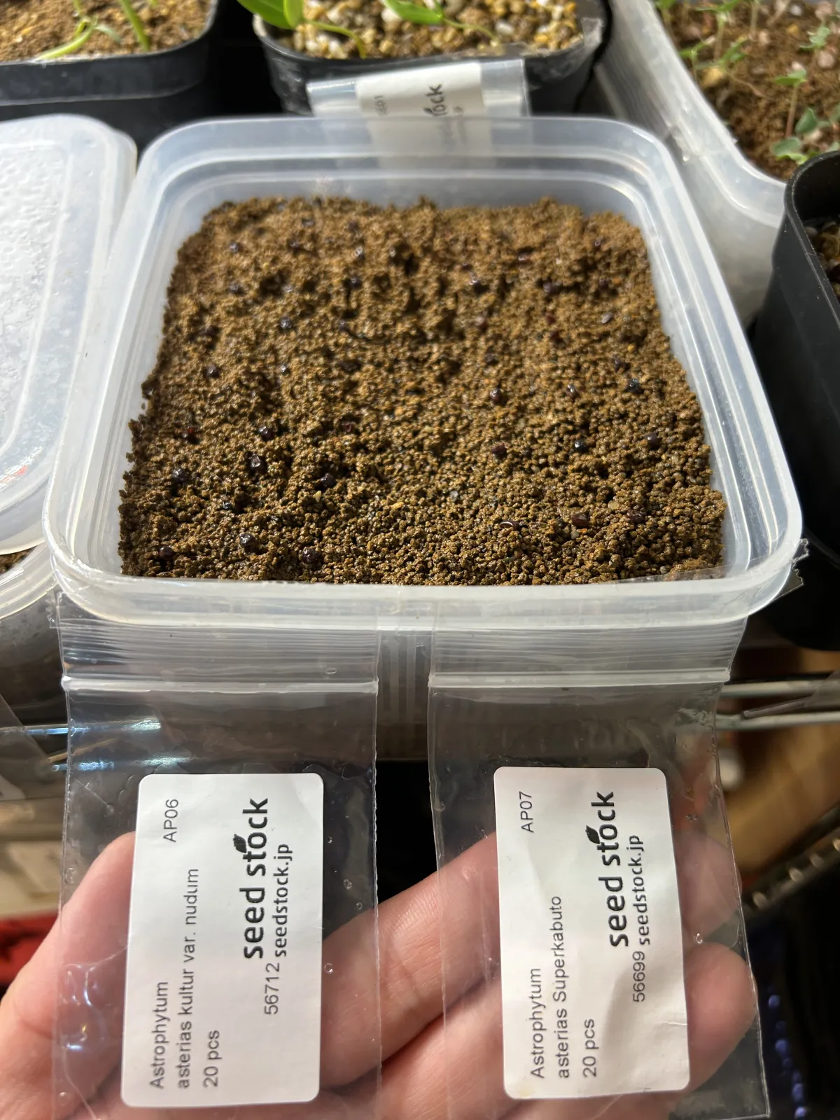 Astrophytum asterias var. nudum (アストロフィツム 瑠璃兜)