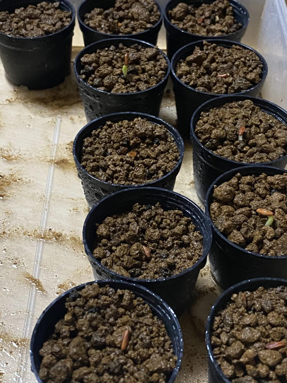 Pachypodium rosulatum var. gracilius (パキポディウム グラキリス)