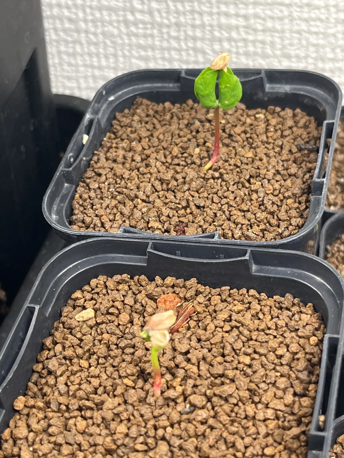 Commiphora monstruosa (コミフォラ モンストローサ)