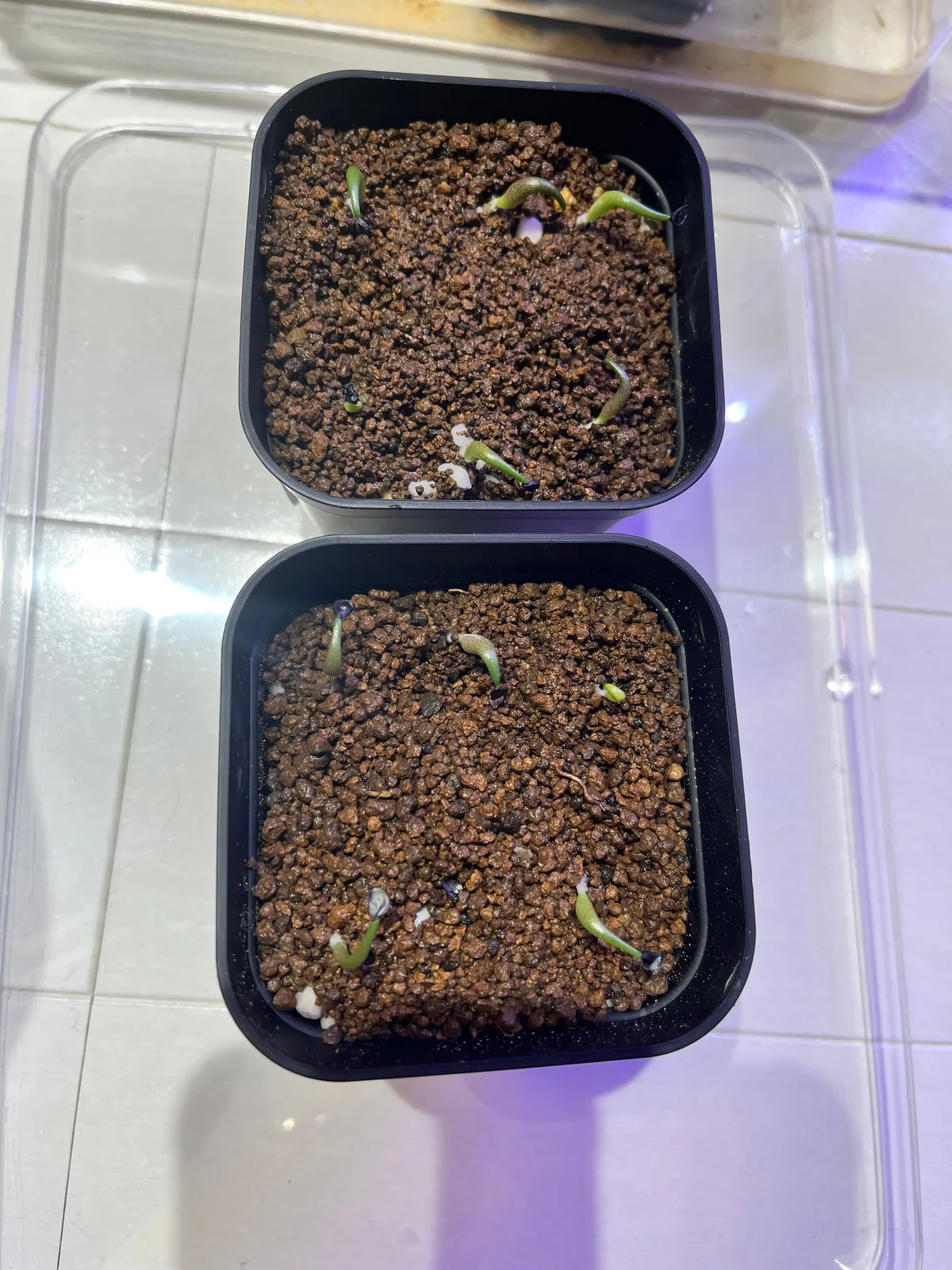 Agave titanota 'Blue' (アガベ チタノタブルー)