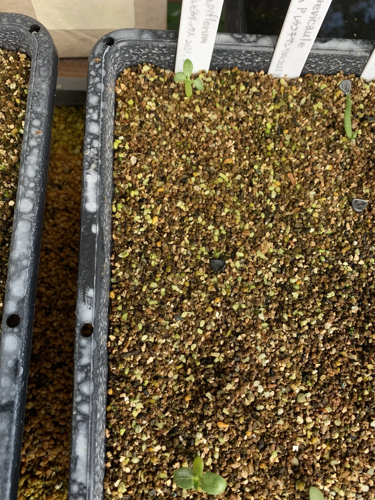 Pachypodium densiflorum var. brevicalyx (パキポディウム ブレビカリックス)