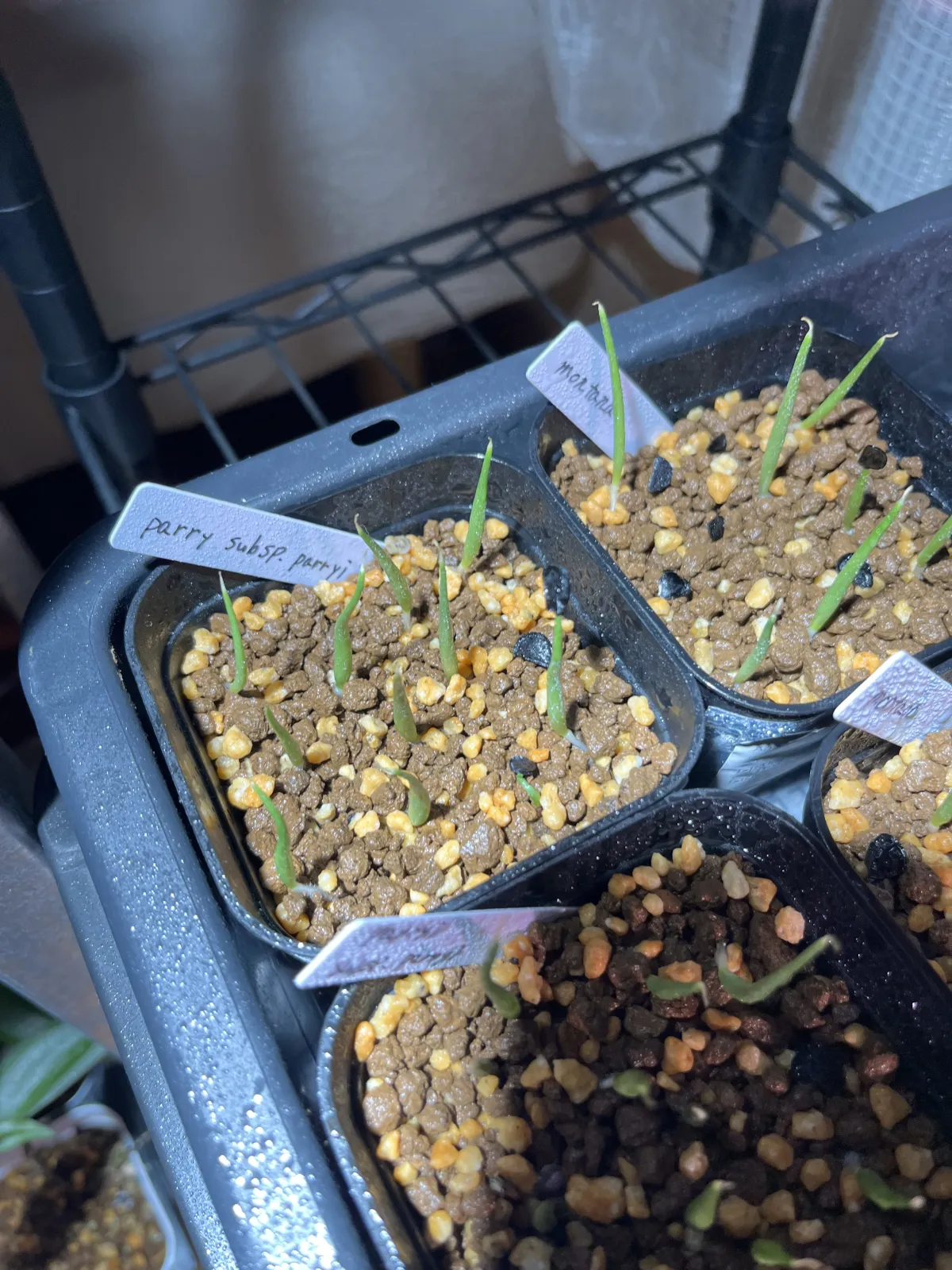 Agave parryi subsp. parryi (アガベ パリー)