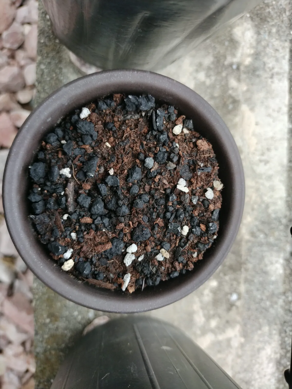 Turbinicarpus schmiedickeanus ssp. klinkerianus (ツルビニカルプス クリンケリアナス)