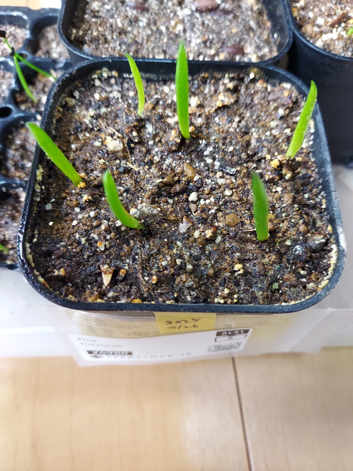 Aloe suzannae (アロエ スザンナエ)