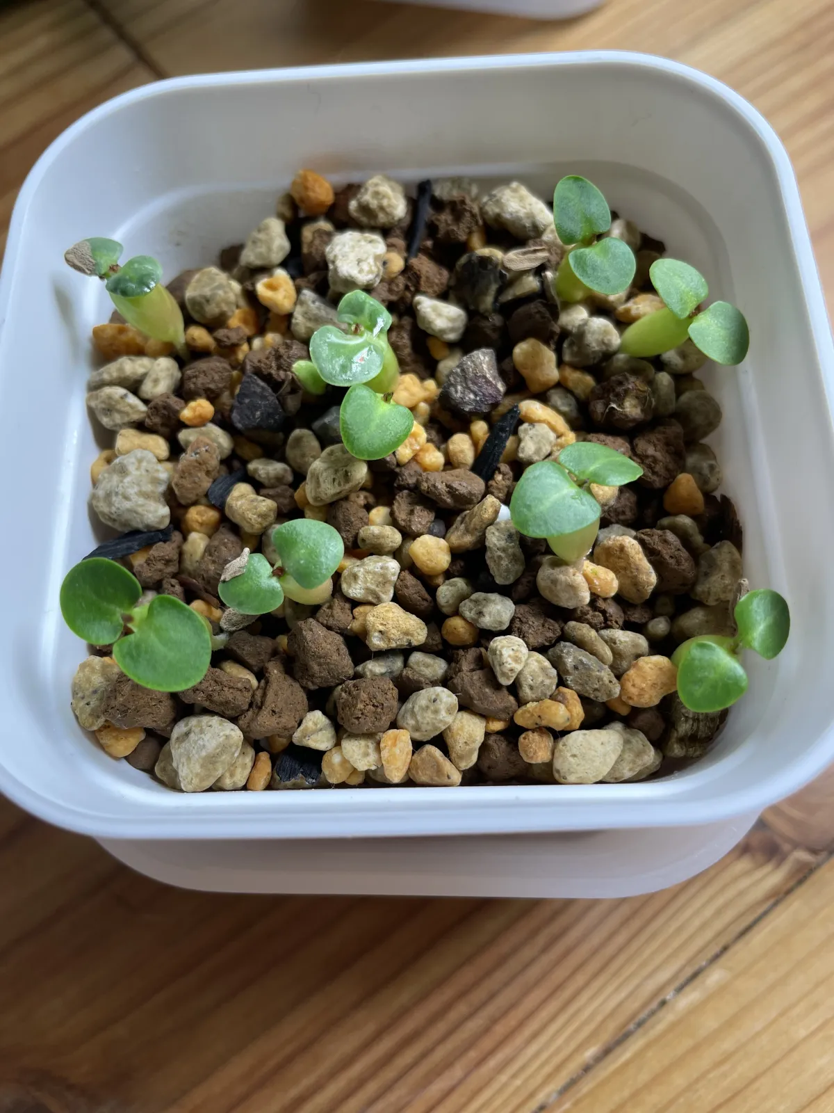 Pachypodium succulentum (パキポディウム サキュレンタム 天馬空)