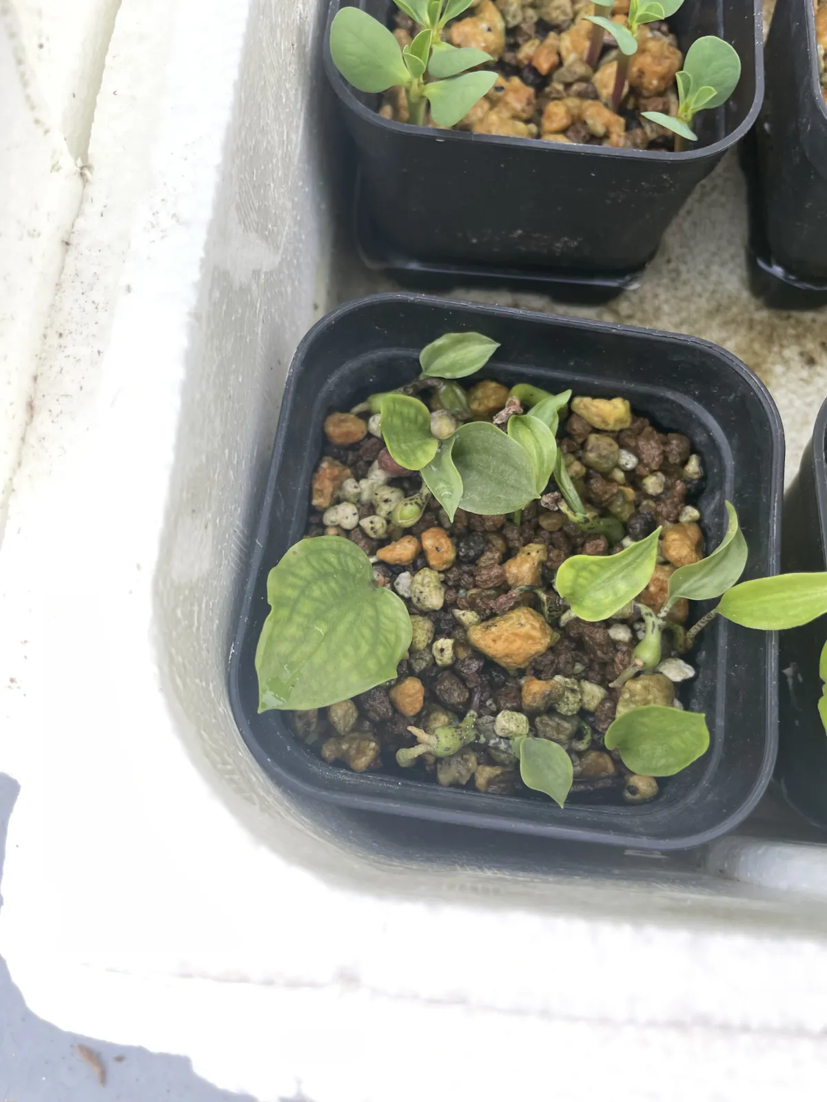 Scadoxus multiflorus (スカドクサス マルチフローラス 発根)