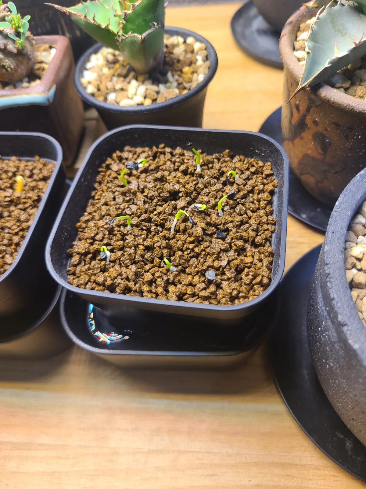 Agave utahensis var. eborispina (アガベ エボリスピナ)