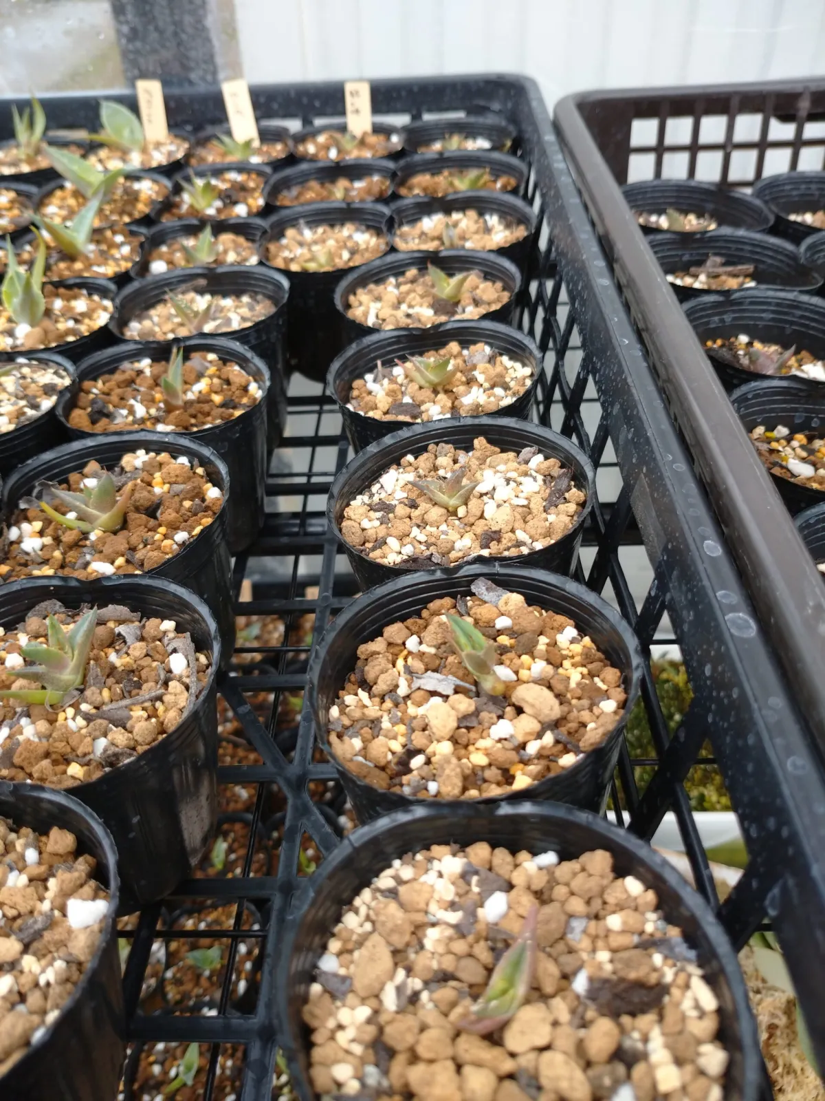 アガベ　ビクトリアレッジーナ