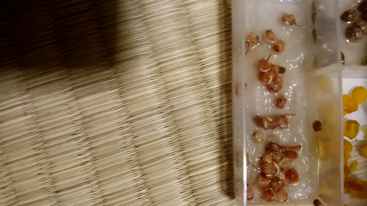 Pachycormus discolor (パキコルムス ディスカラー)