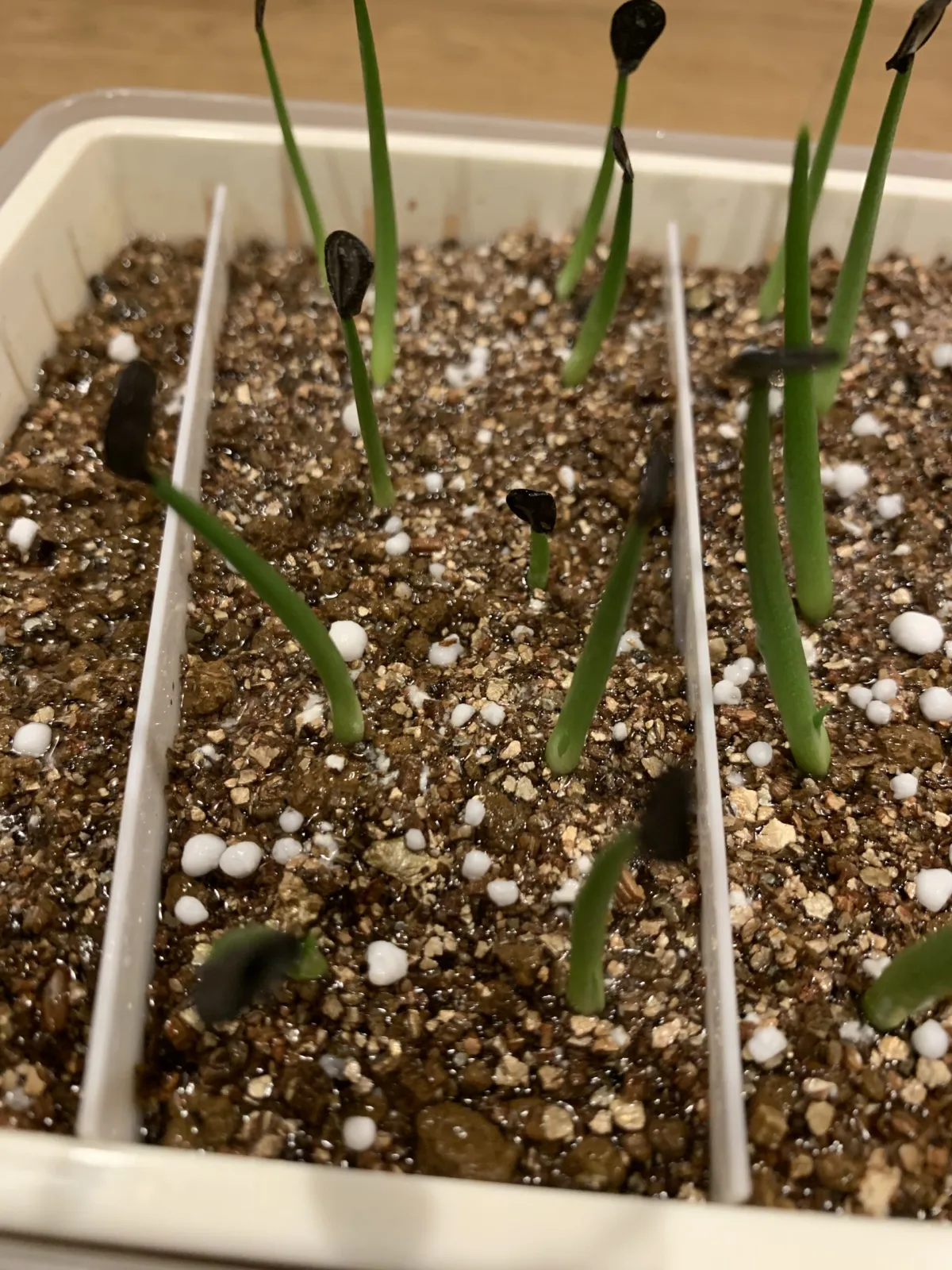 Agave parryi var. truncata (アガベ パリー トランカータ)