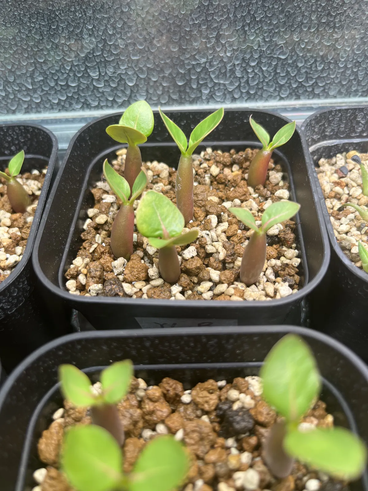 Adenium arabicum (アデニウム アラビカム)