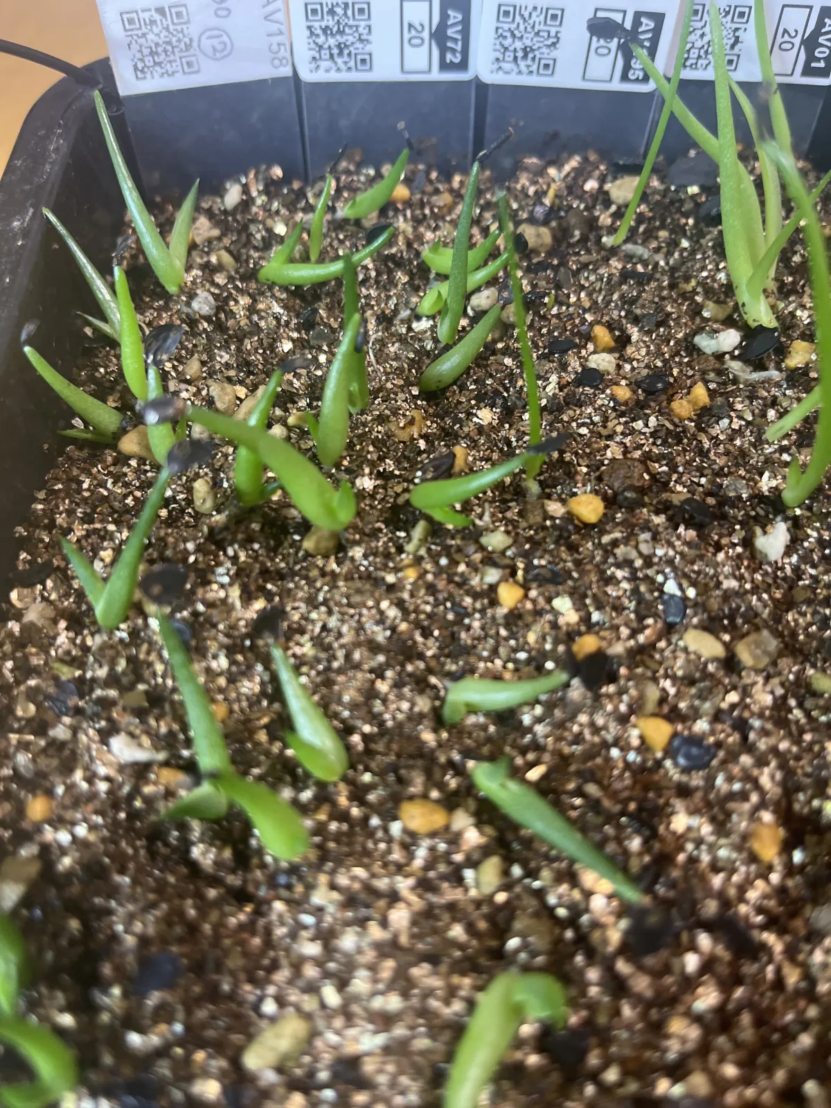 Agave victoriae-reginae (アガベ ビクトリアレジーナエ 笹の雪)