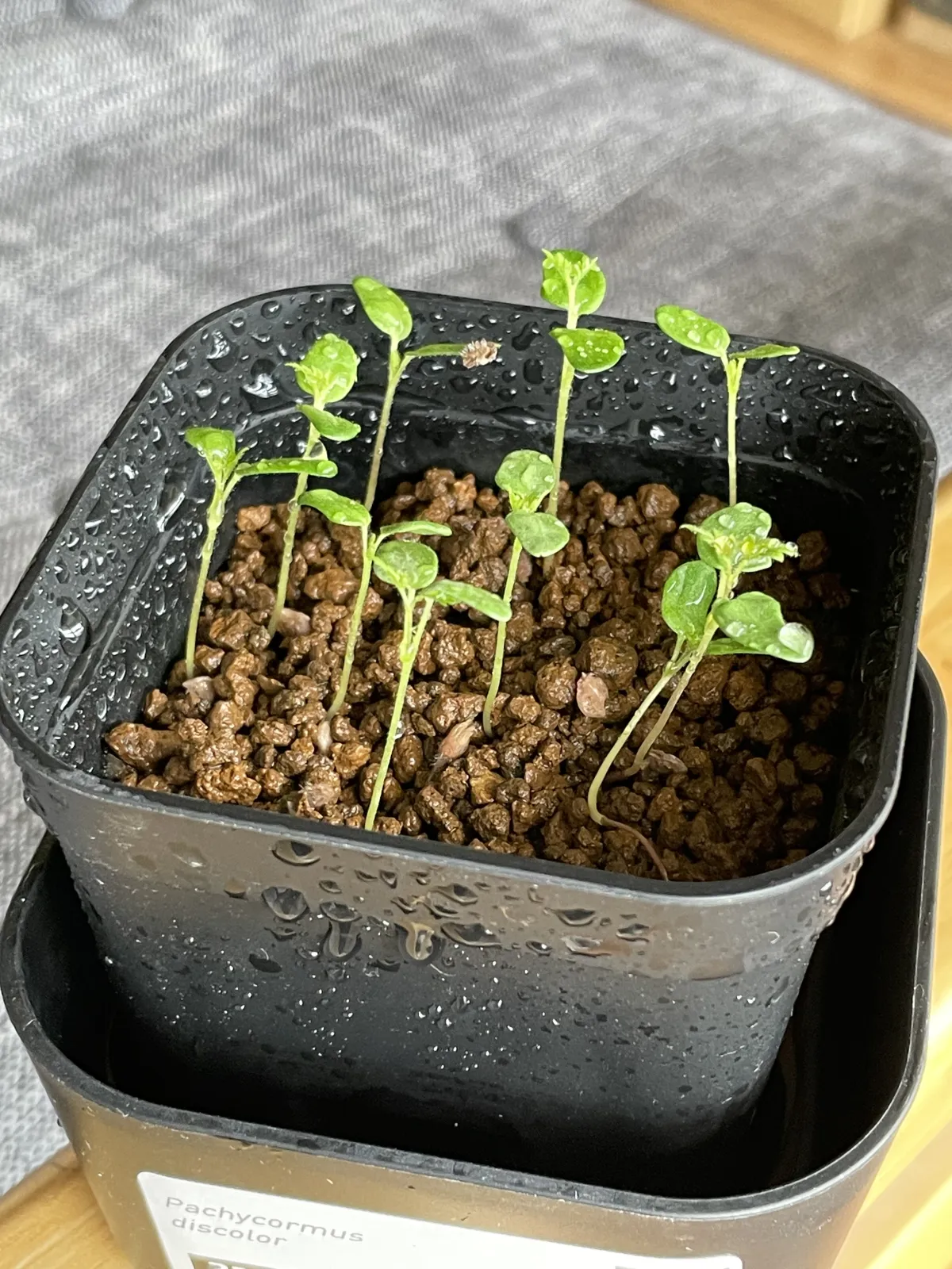 Pachycormus discolor (パキコルムス ディスカラー)