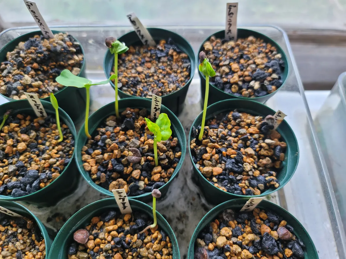 Senna singueana (センナ シンゲアナ)