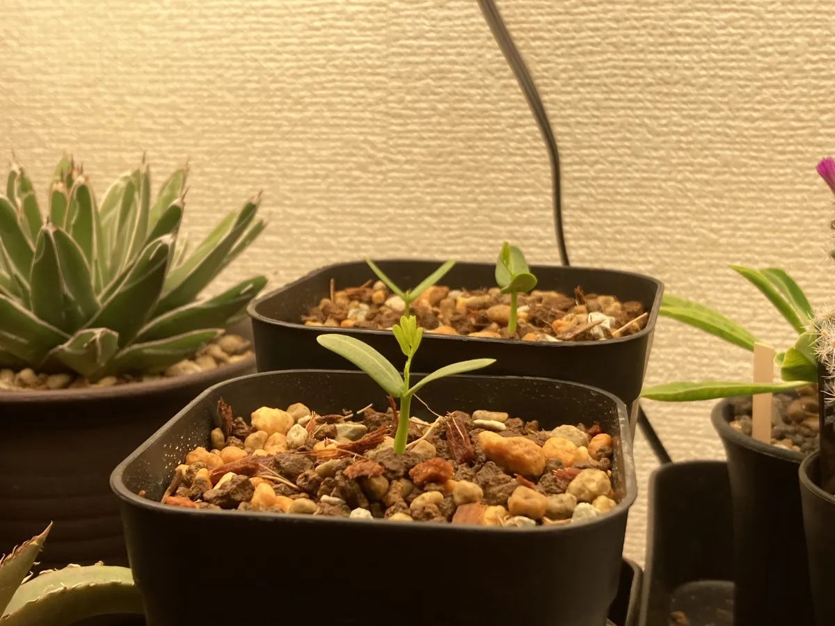 Senna meridionalis (センナ メリディオナリス)