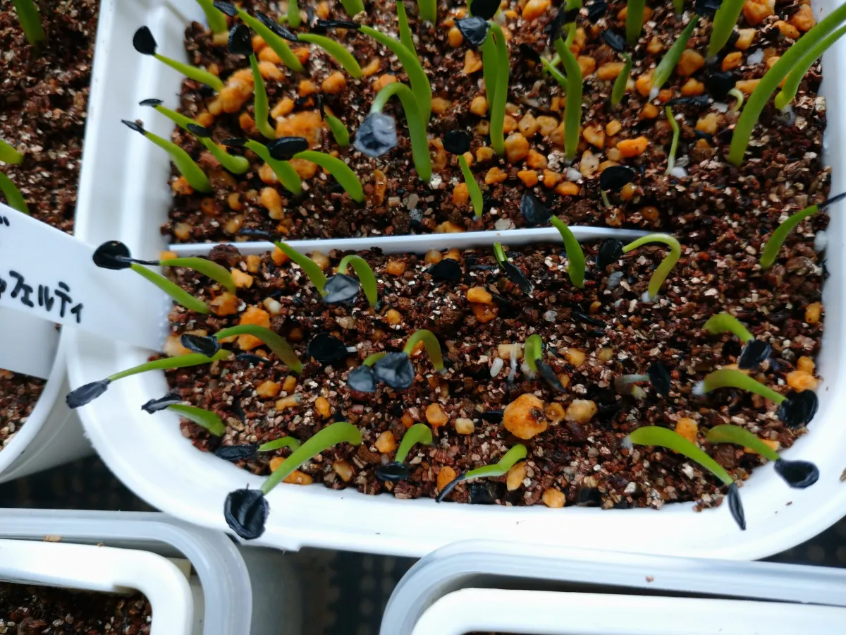 Agave potatorum var. verschaffeltii (アガベ ベルシャフェルティ)