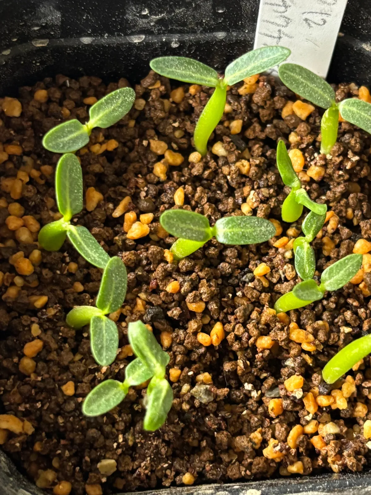 Pachypodium rosulatum ssp. cactipes (パキポディウム カクチペス)