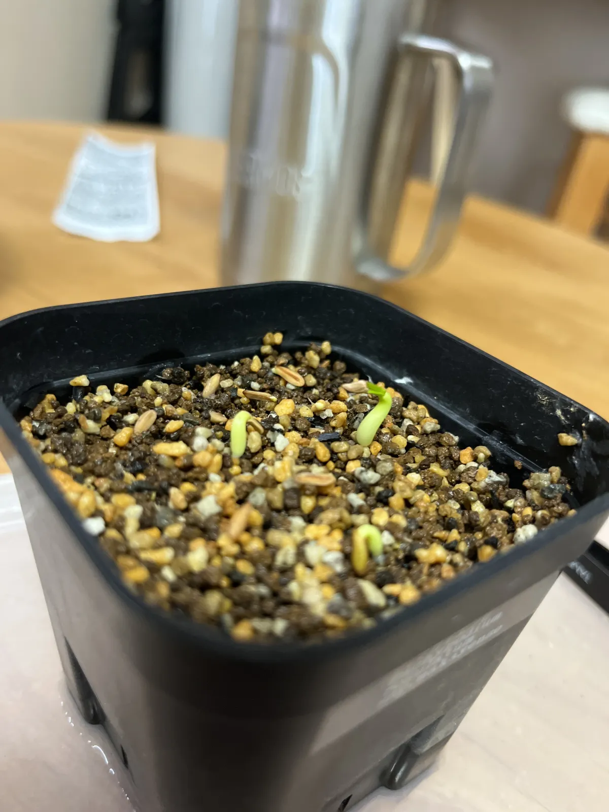 Pachypodium rosulatum subsp. makayense (パキポディウム マカイエンセ)