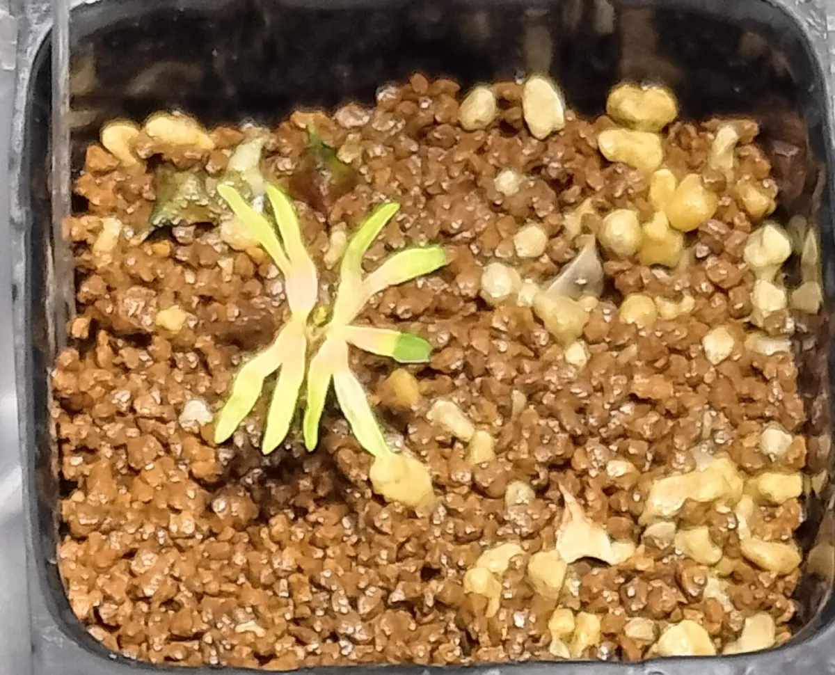 Boswellia neglecta (ボスウェリア ネグレクタ)