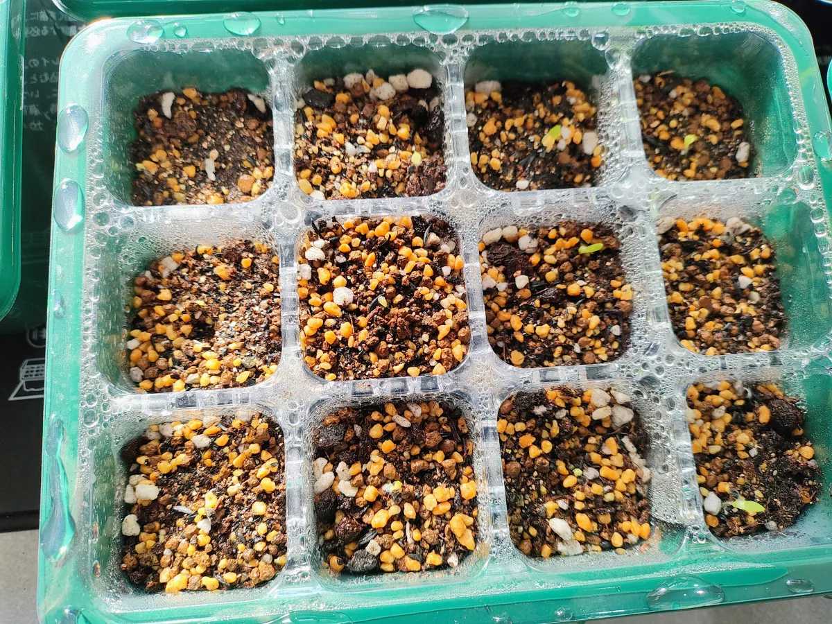 Aloe mutabilis (アロエ ミュータビリス)