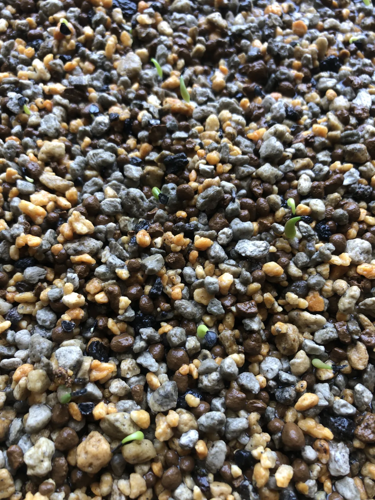 Agave titanota (アガベ チタノタ ドワーフ)