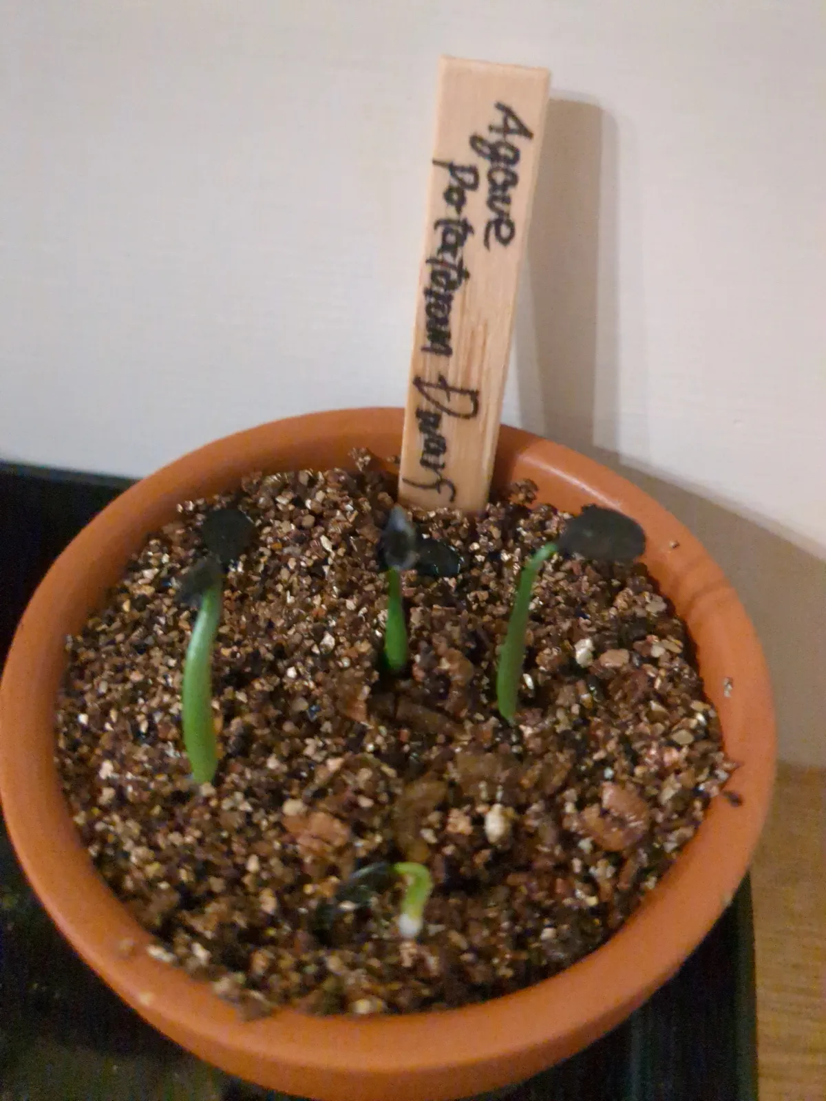 Agave potatorum Dwarf (アガベ ポタトラムドワーフ)