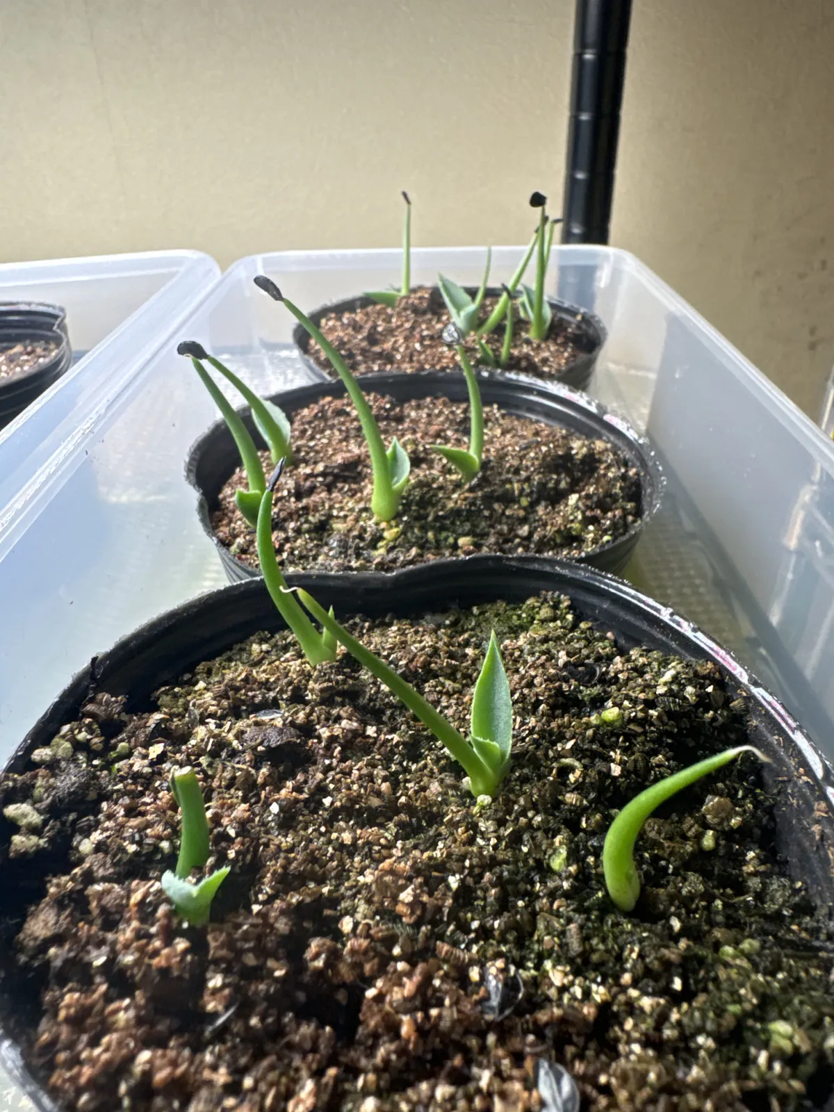 Agave parrasana (アガベ パラサナ)