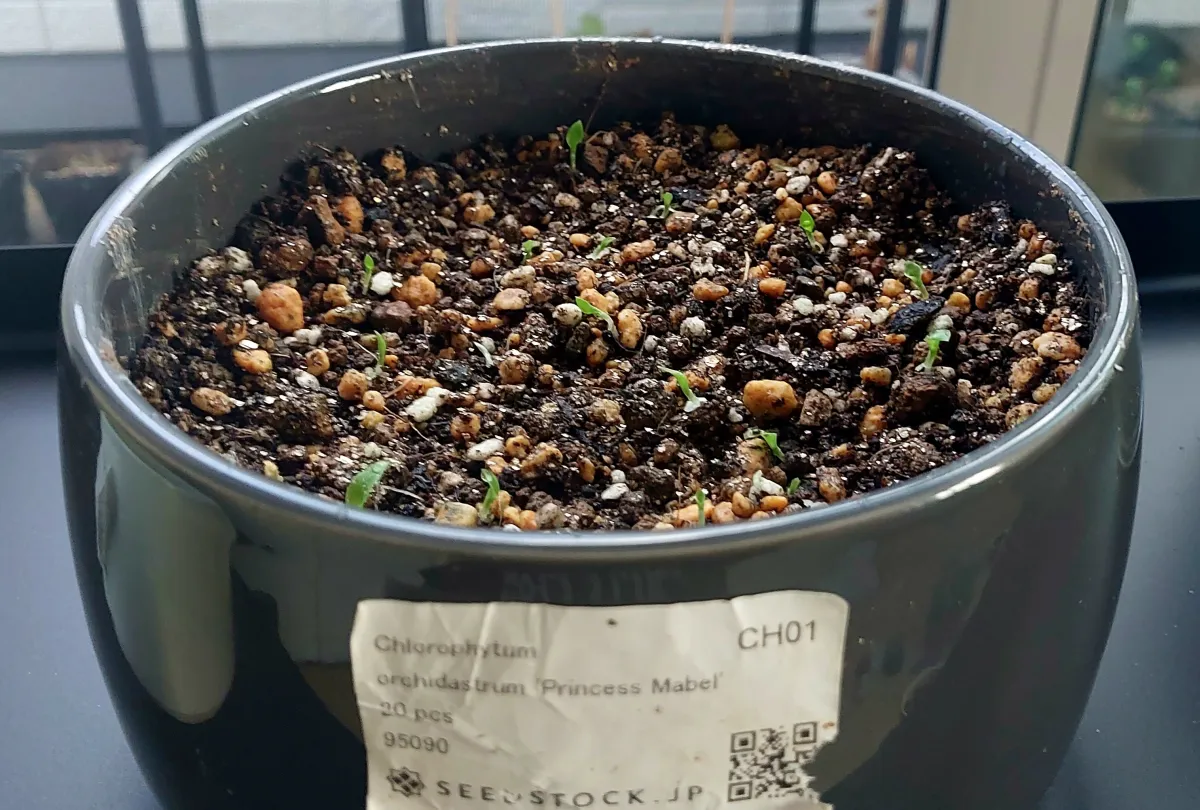 Chlorophytum orchidastrum 'Princess Mabel' (クロロフィツム プリンセス メイブル)