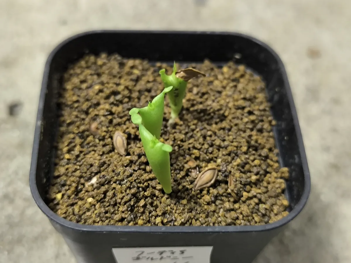 Hoodia gordonii (フーディア ゴルドニー)