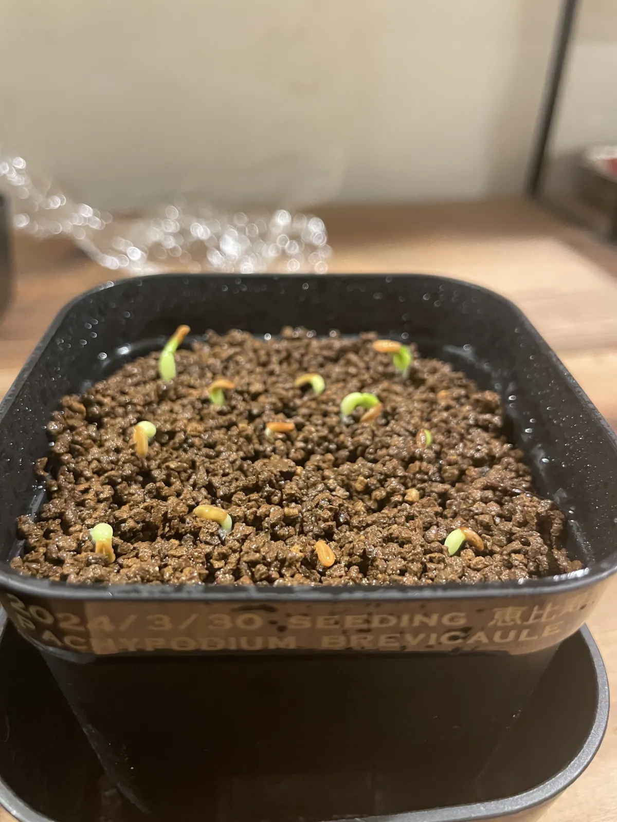 Pachypodium brevicaule subsp. leucoxanthum (パキポディウム レウコキサンツム)