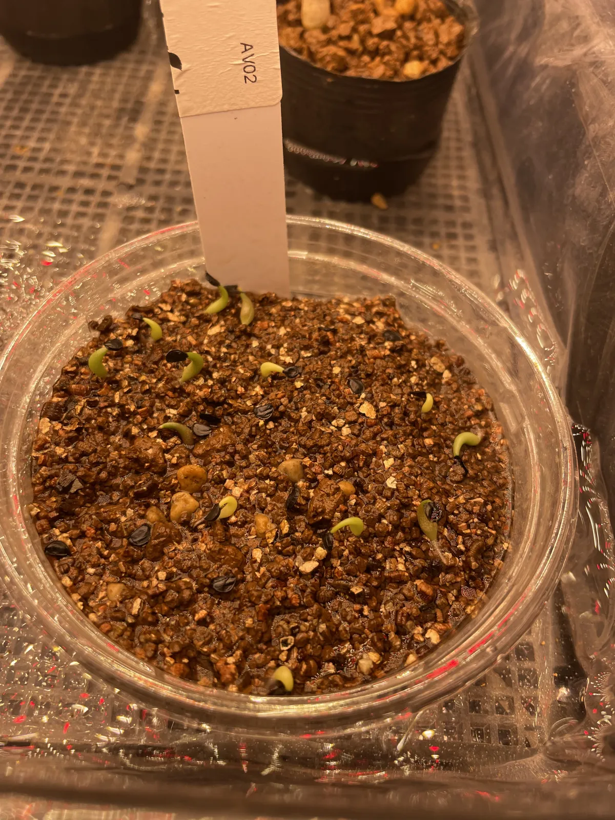 Agave titanota 'Blue' (アガベ チタノタブルー)