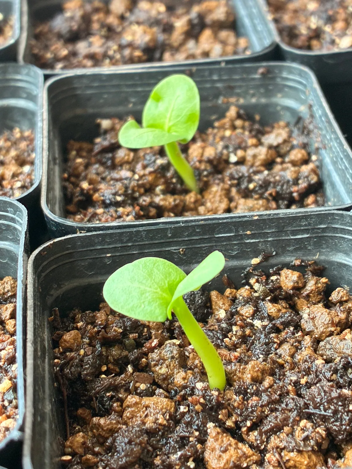 [発芽チャレンジ 終了しました] パキポディウム サンデルシー 白馬城 Pachypodium saundersii