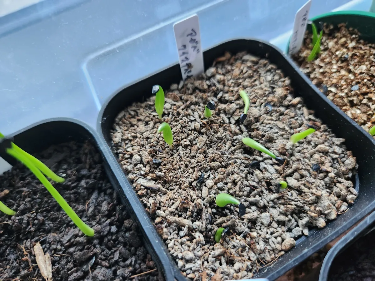 Agave quiotepecensis (アガベ クイオテペセンシス)