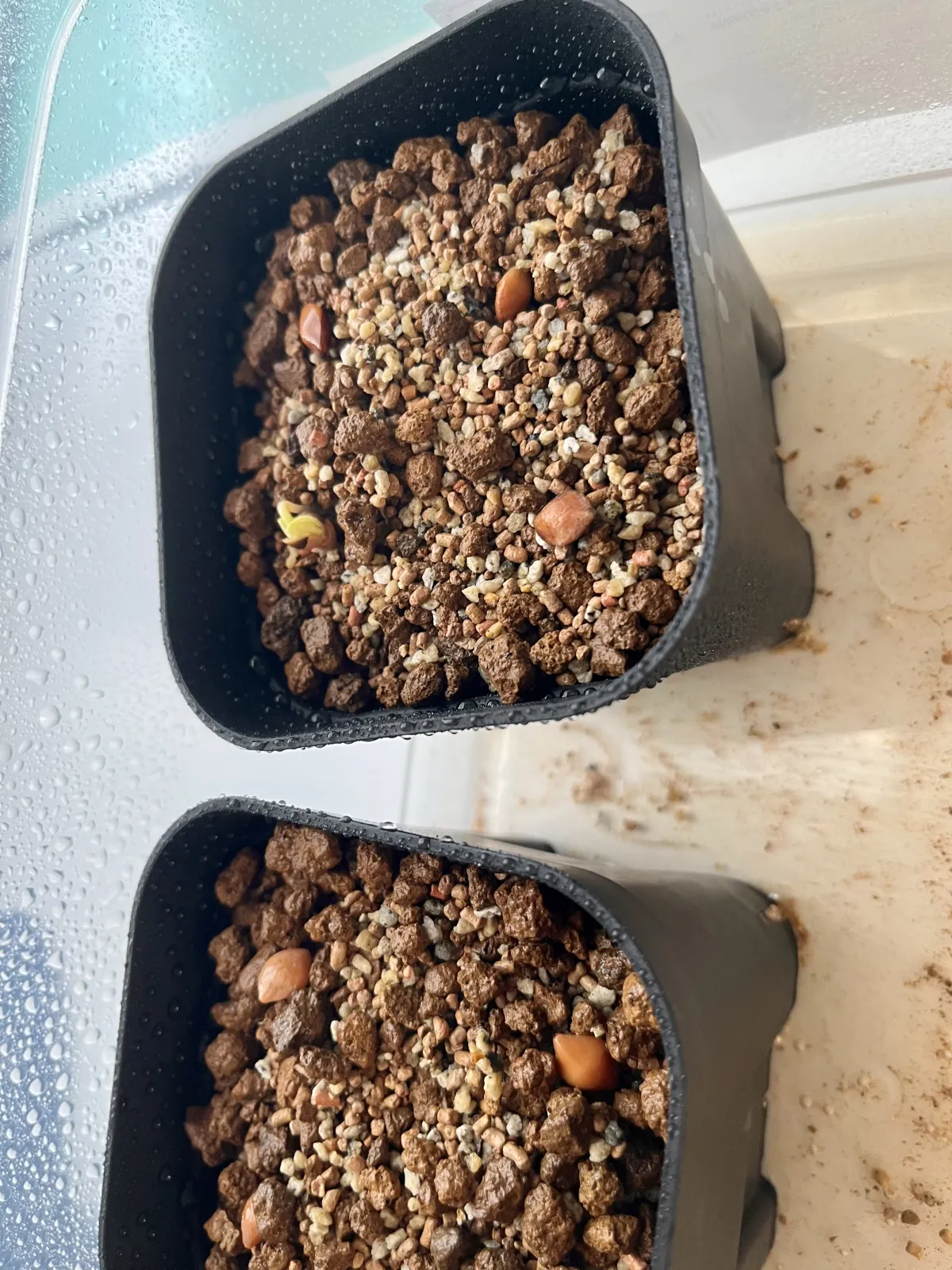 Commiphora orbicularis (コミフォラ オルビクラリス)