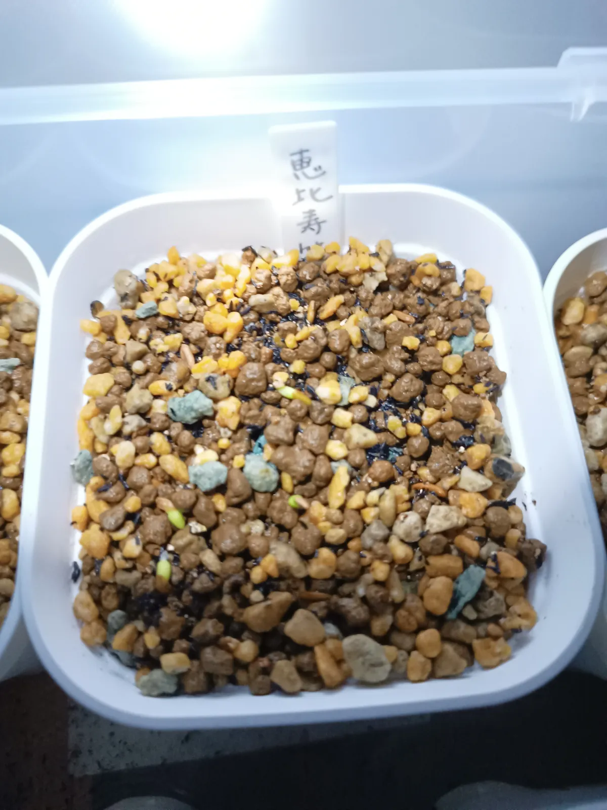 Pachypodium brevicaule subsp. leucoxanthum (パキポディウム レウコキサンツム)