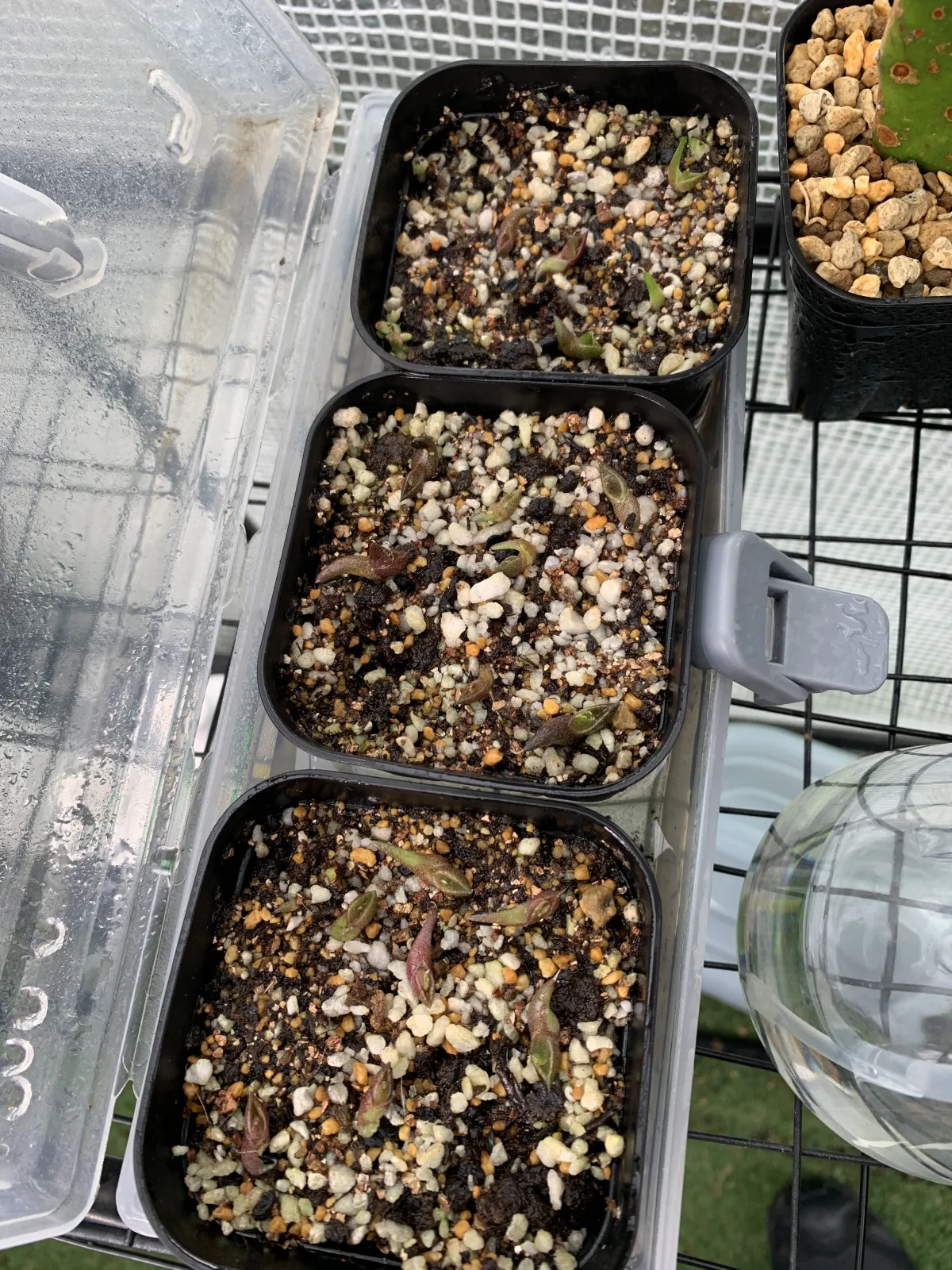 Agave oteroi (アガベ オテロイ)