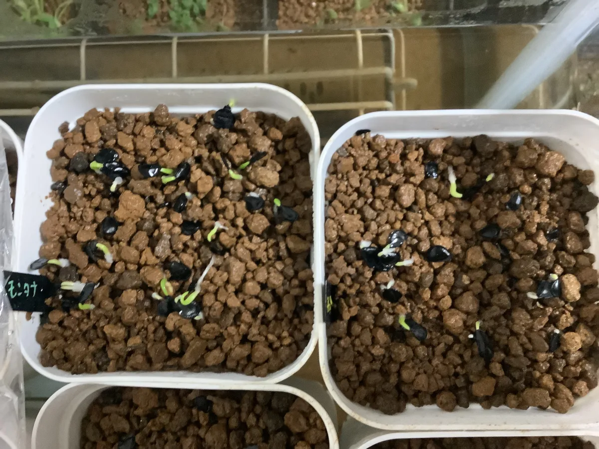 Agave montana (アガベ モンタナ)