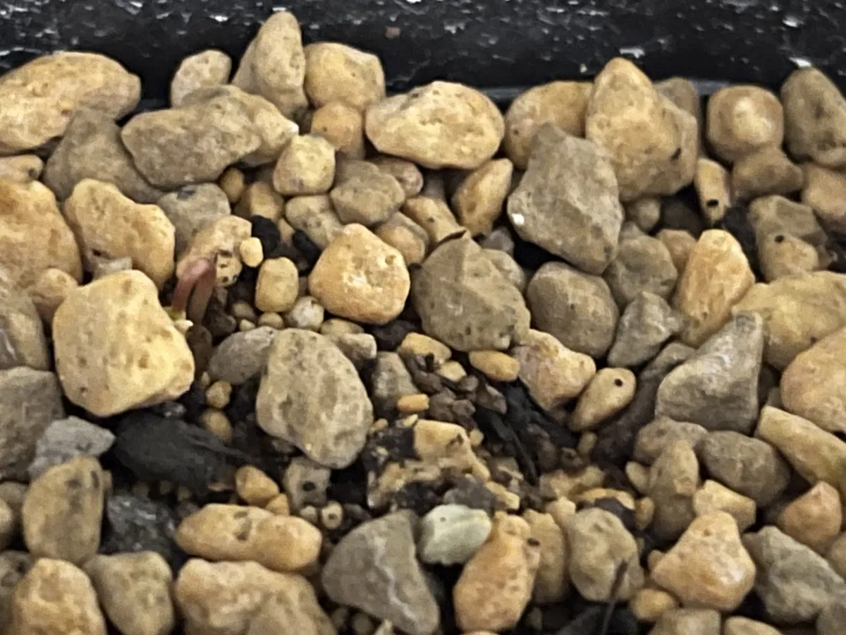 Operculicarya sp (オペルクリカリア)