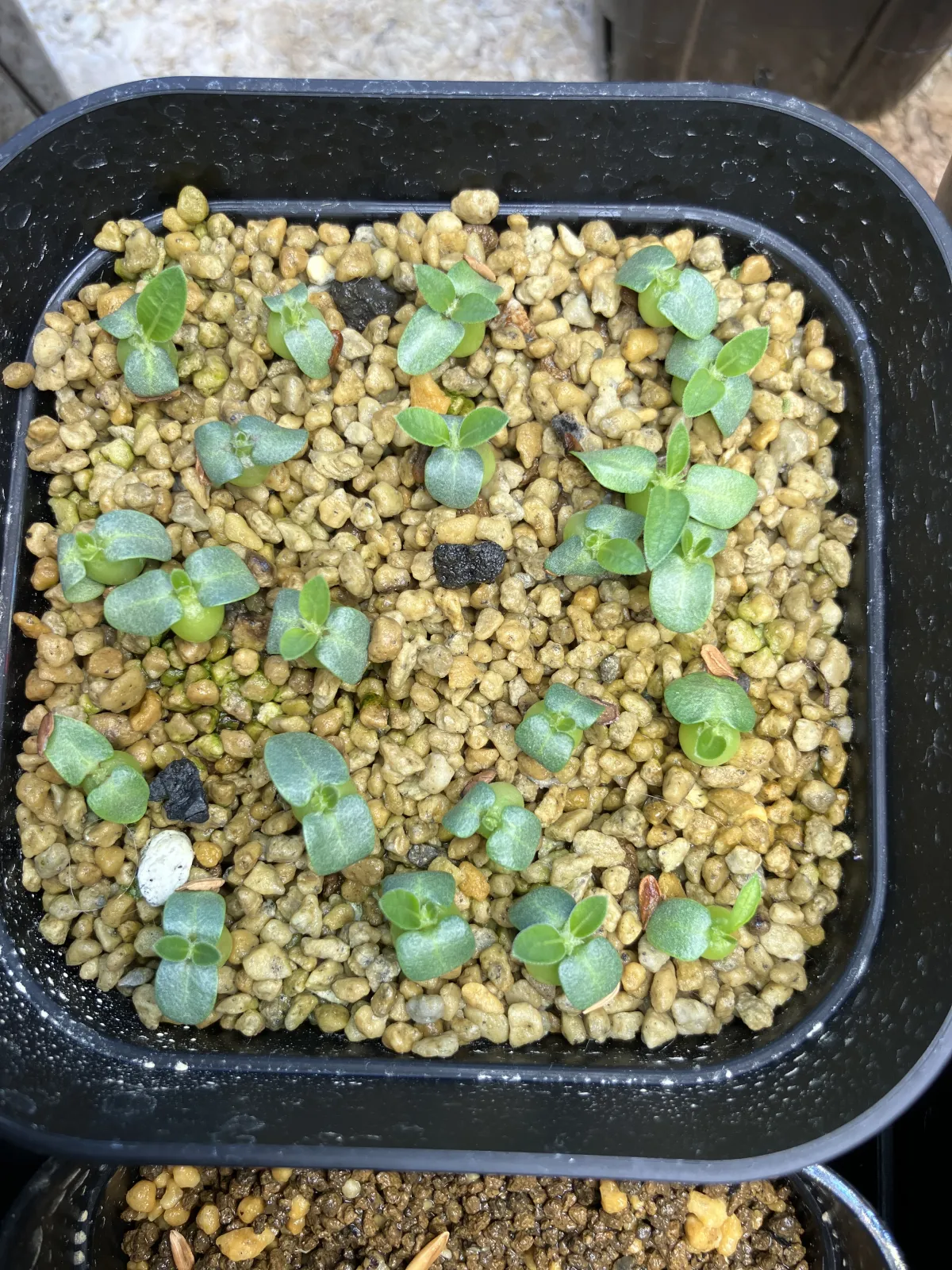 Pachypodium enigmaticum (パキポディウム エニグマチカム)