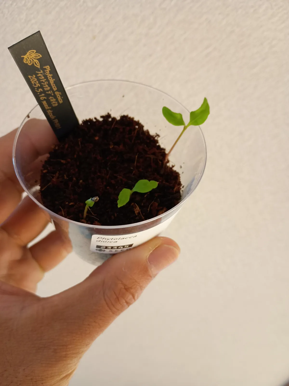 Phytolacca dioica (フィトラッカ ディオイカ)