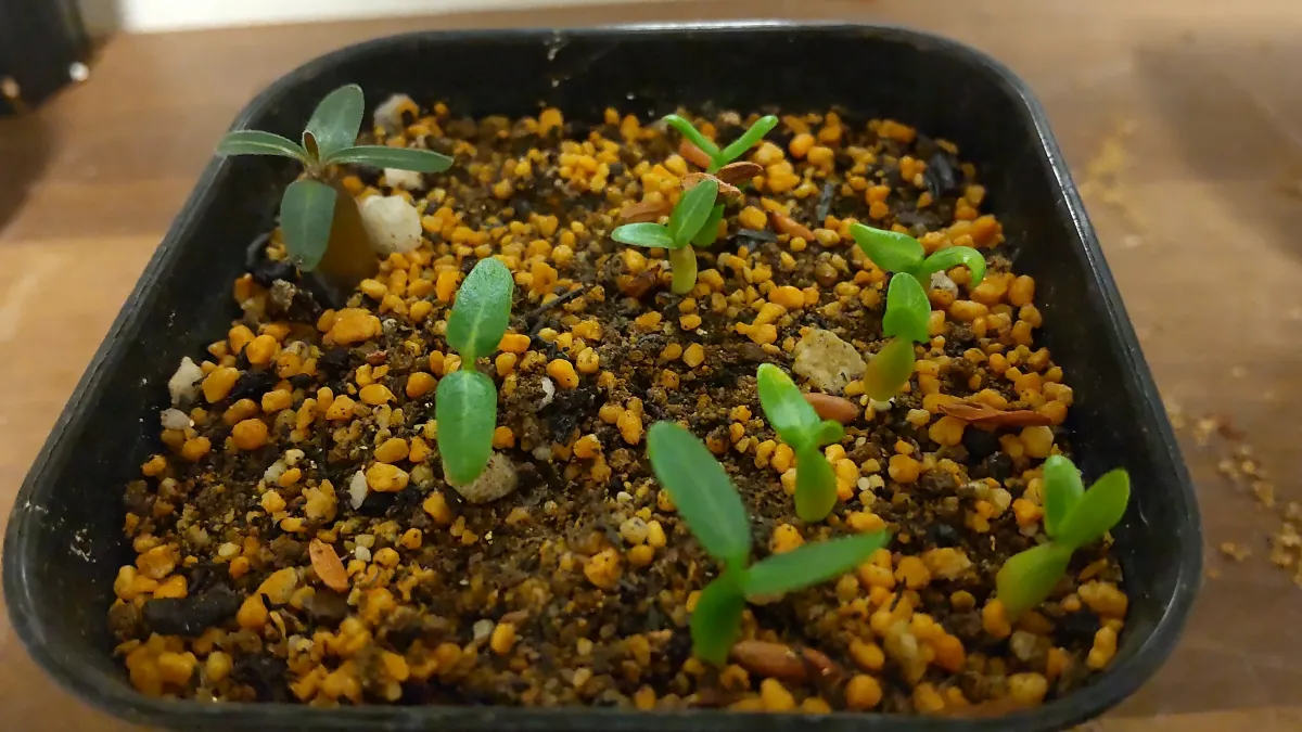 Pachypodium rosulatum var. gracilius (パキポディウム グラキリス)