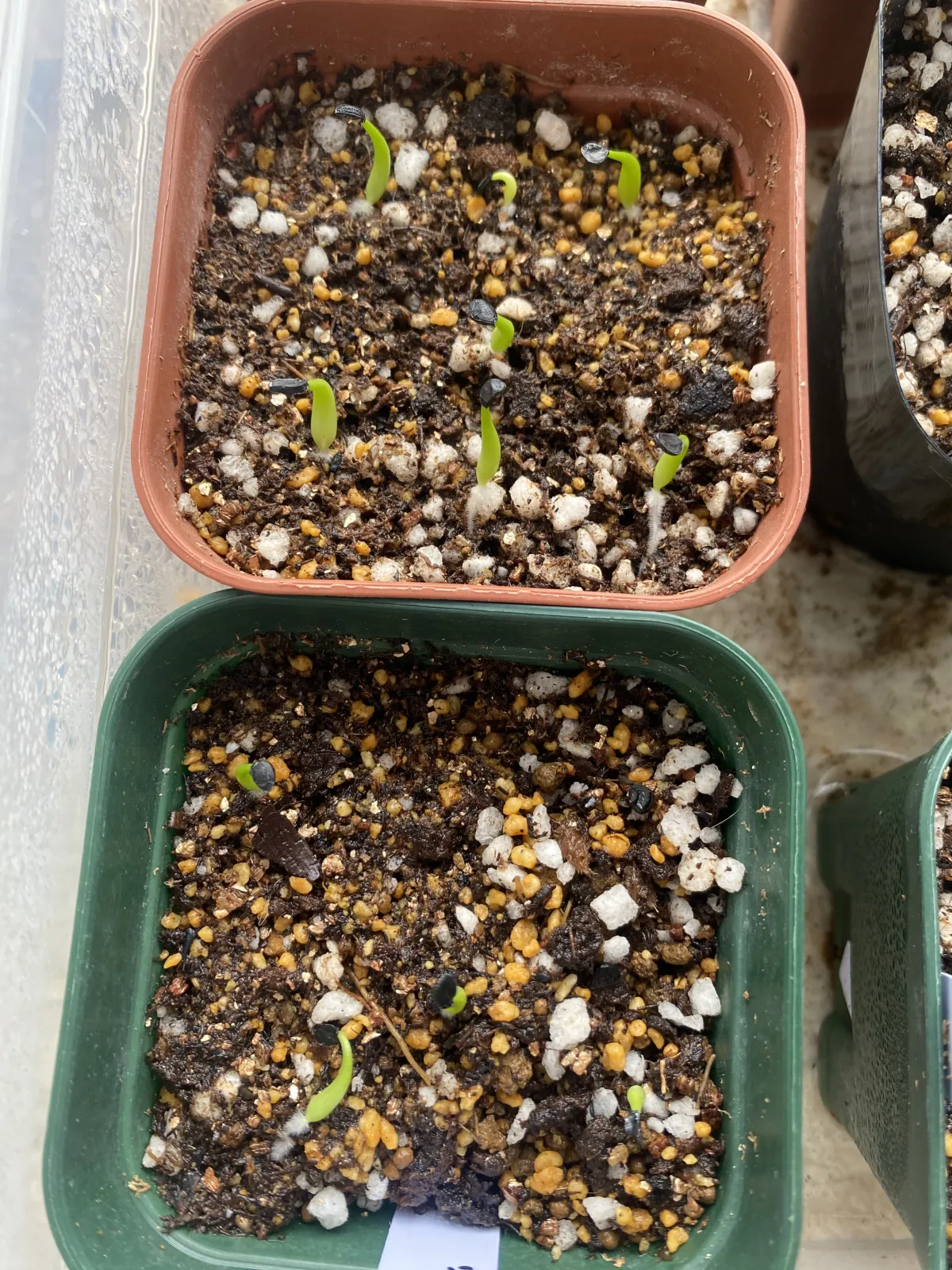 Agave victoriae-reginae (アガベ ビクトリアレジーナエ 笹の雪)