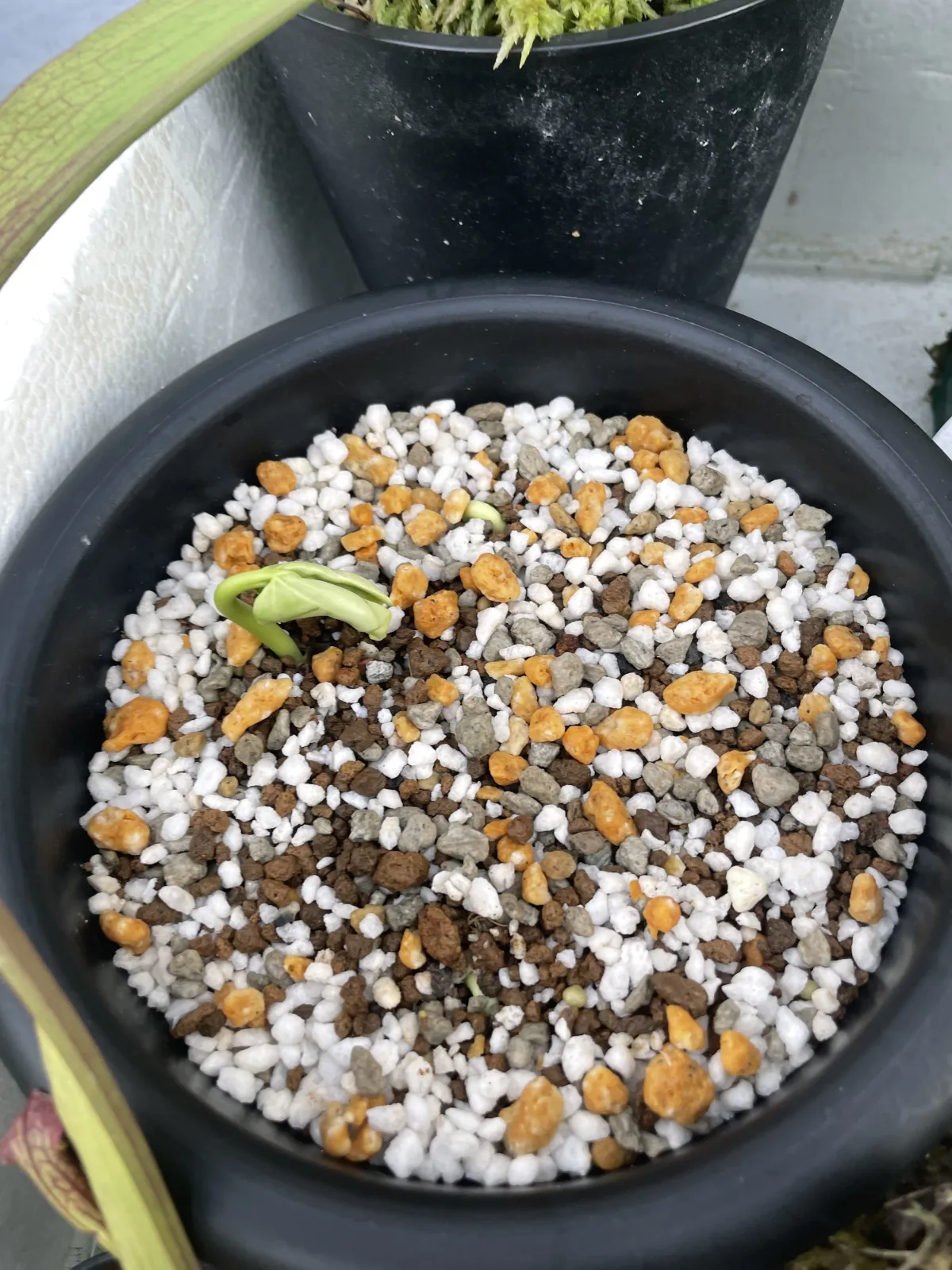 Adansonia za (アダンソニア（バオバブ） ザ)