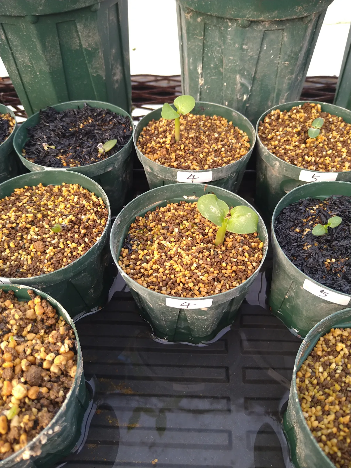 Pachypodium saundersii (パキポディウム サンデルシー 白馬城)