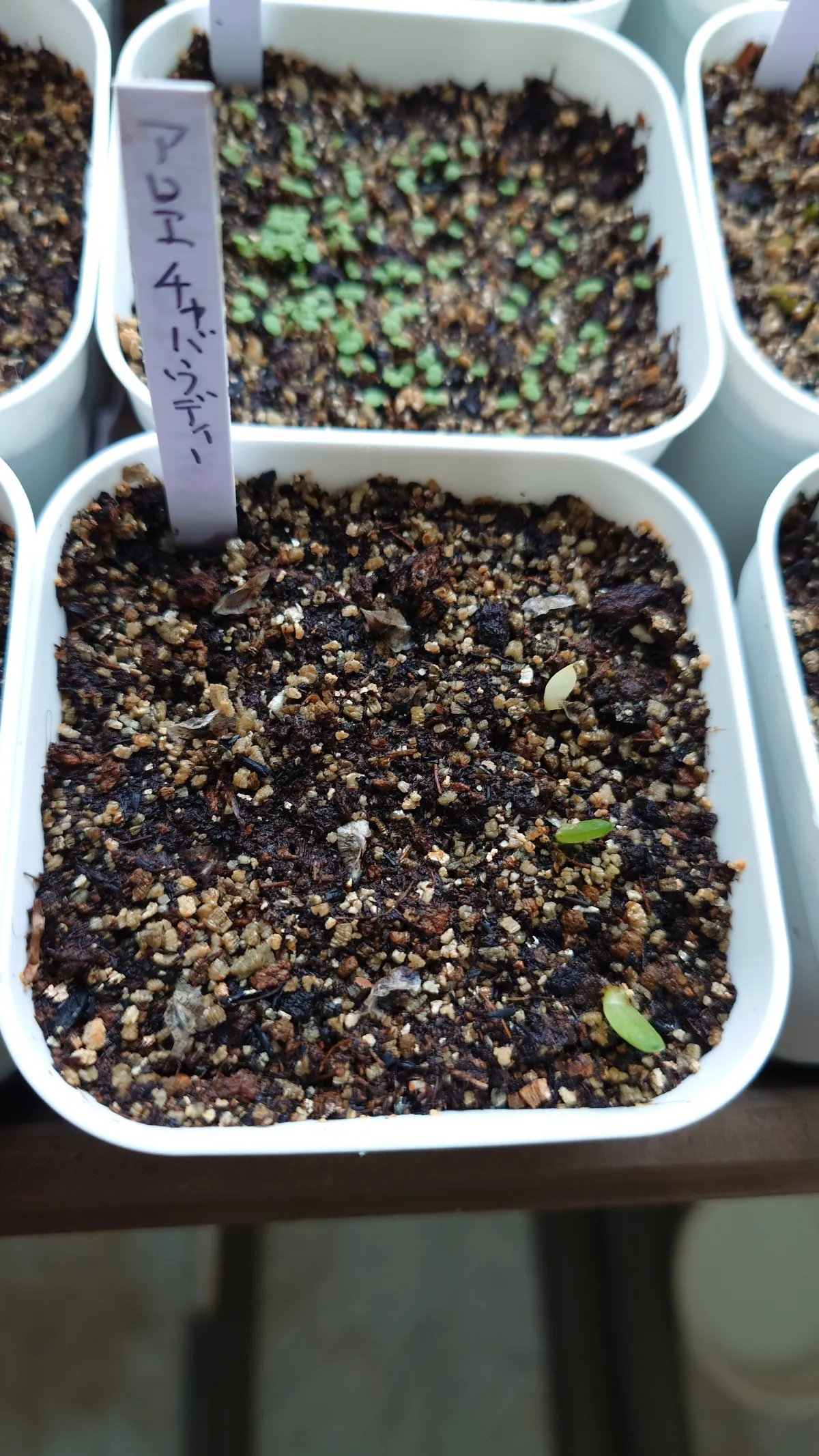 Aloe chabaudii (アロエ チャバウディー)