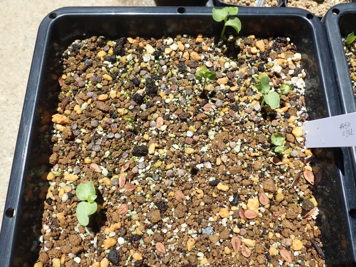 Adenia glauca (アデニア グラウカ)