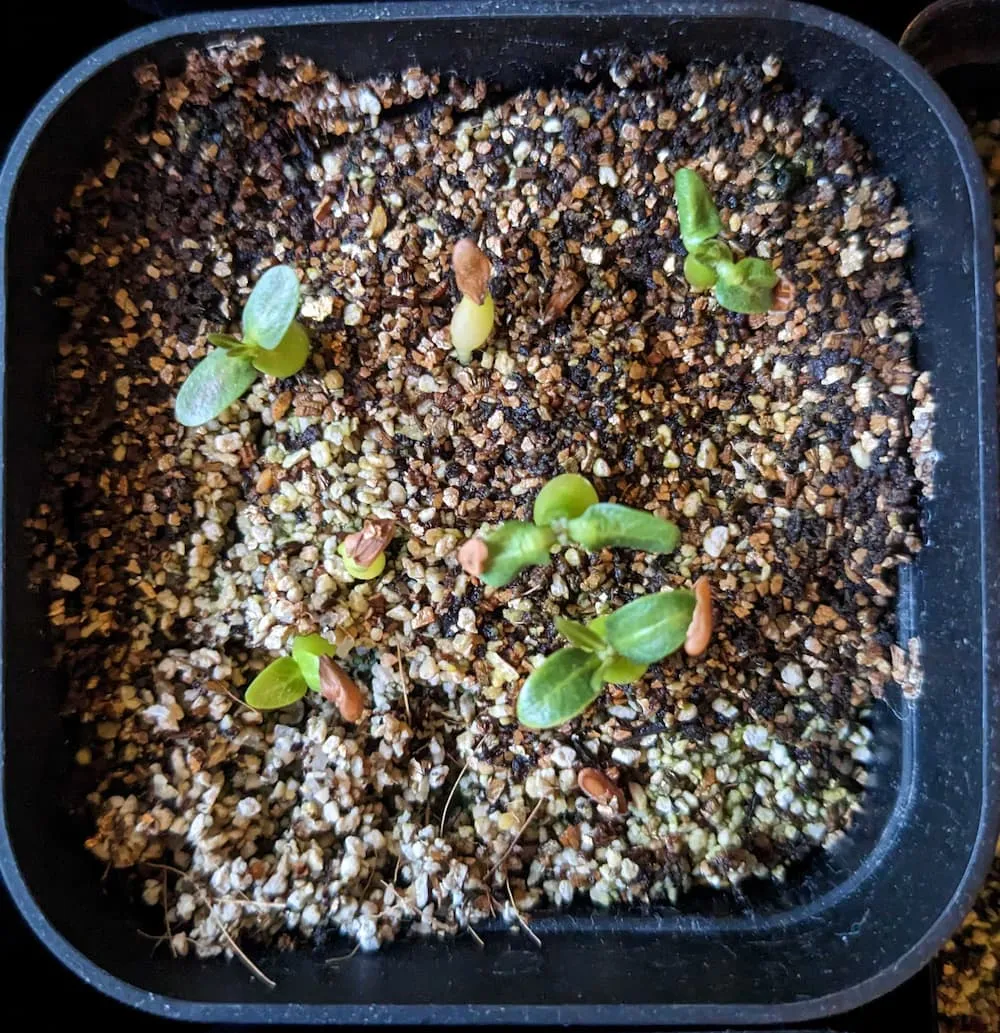 Pachypodium rosulatum ssp. rosulatum (パキポディウム ロスラーツム)