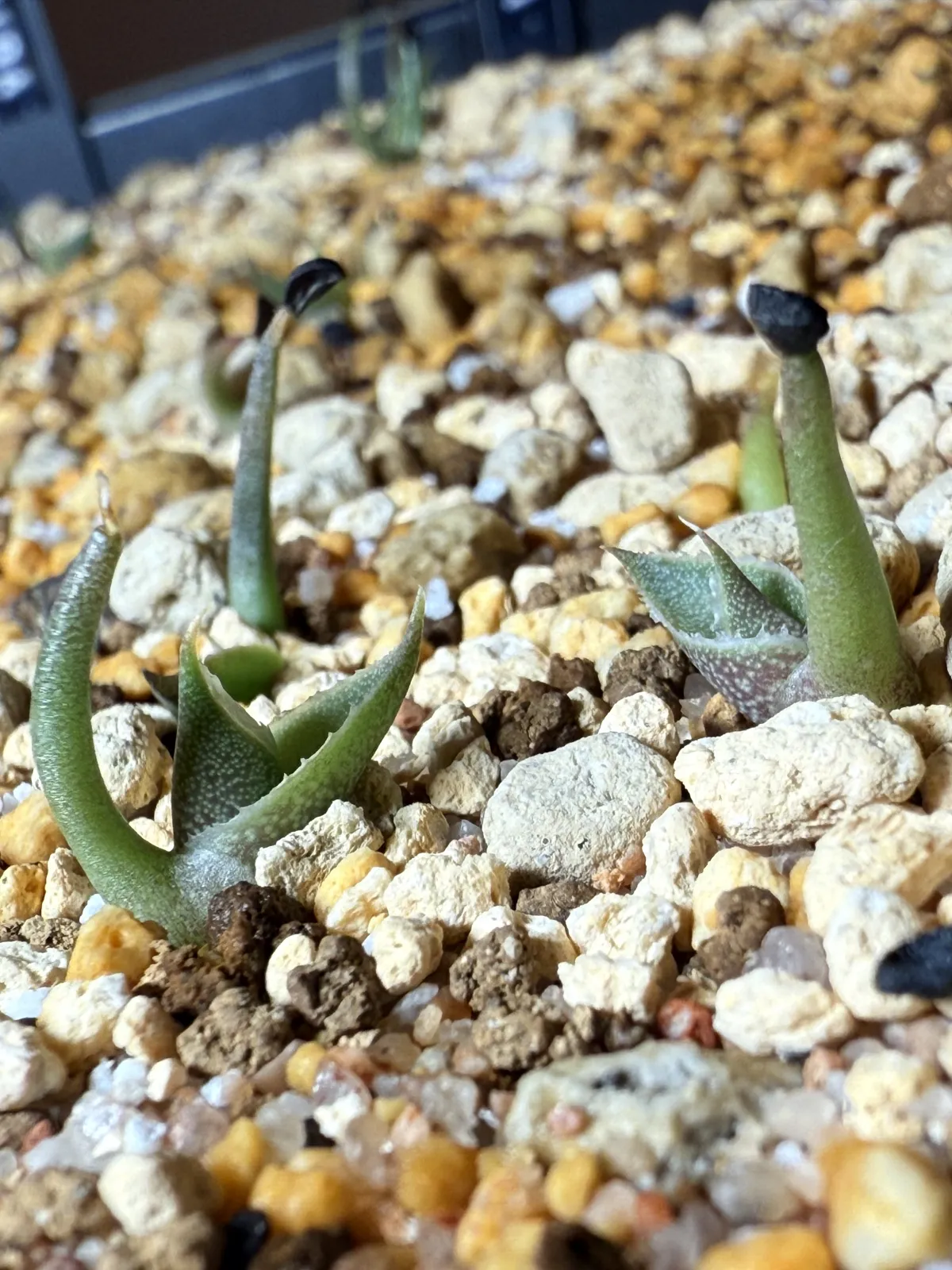 Agave schidigera White Stripe (アガベ シジゲラ ホワイトストライプ)