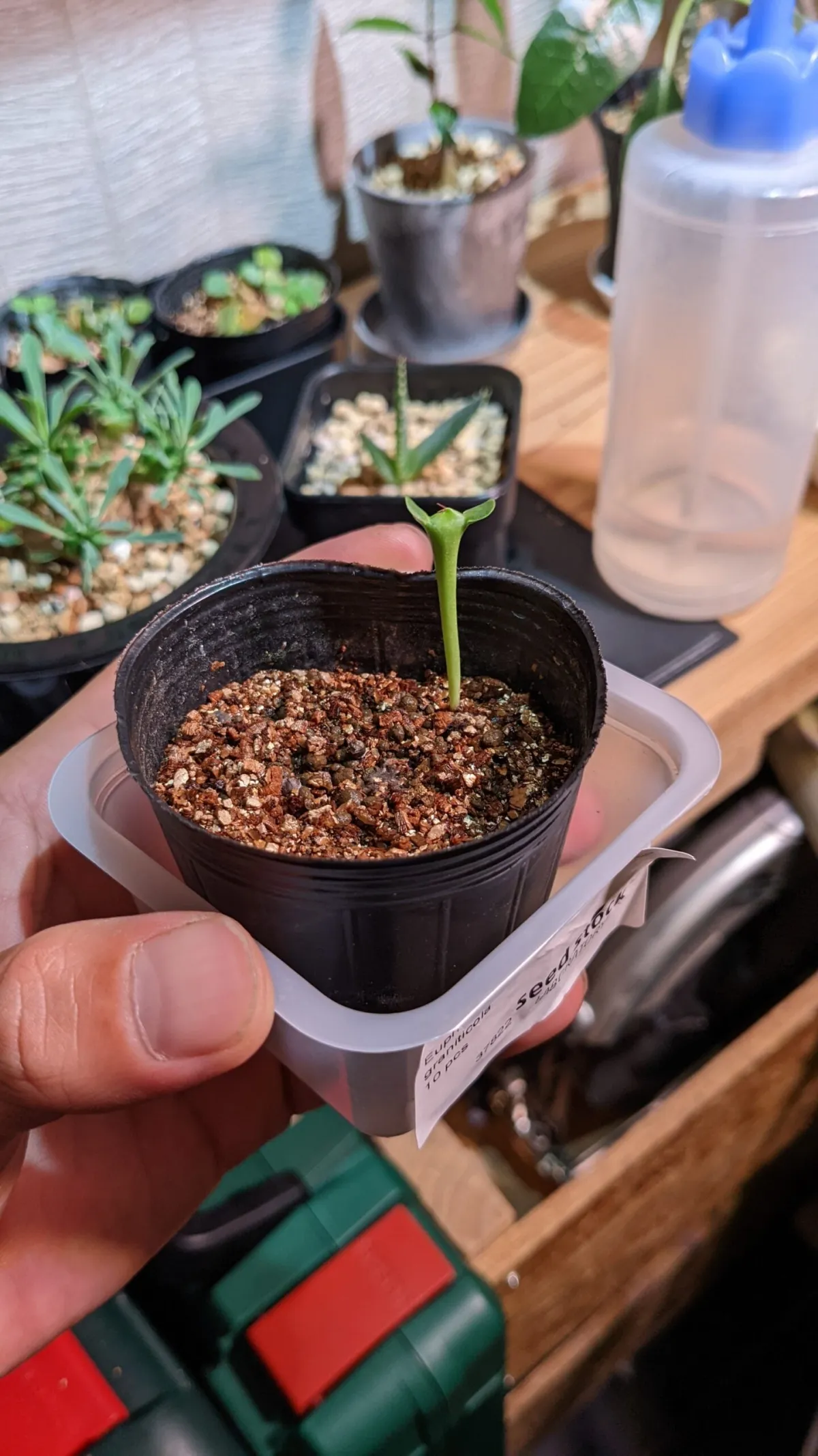 Euphorbia graniticola (ユーフォルビア グラニティコラ)