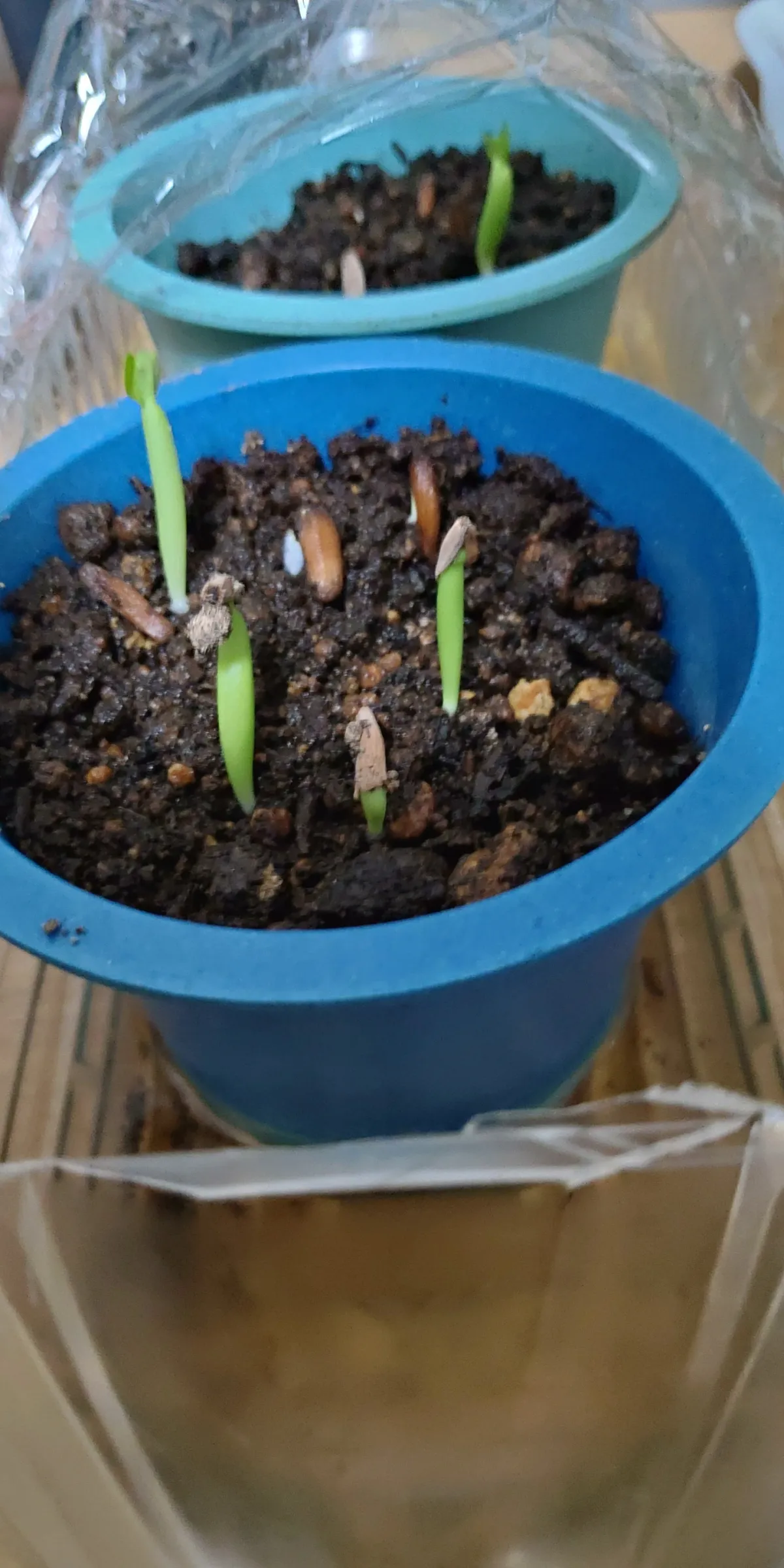 Adenium obesum (アデニウム オベスム)